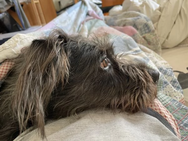 Giusy, meticcia taglia media