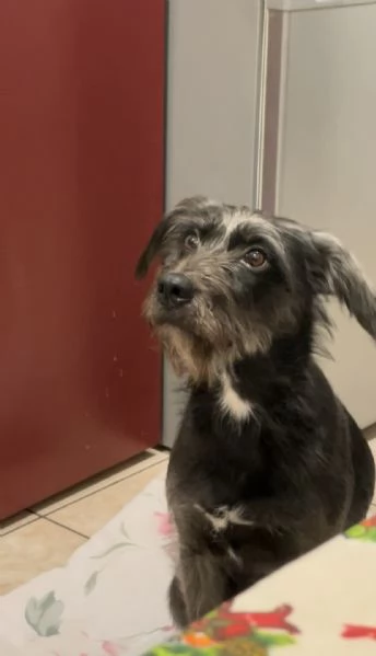 Giusy, meticcia taglia media | Foto 5