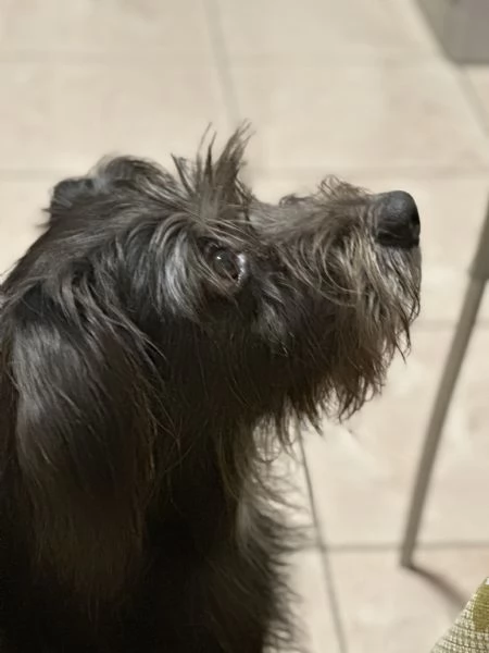 Giusy, meticcia taglia media | Foto 4