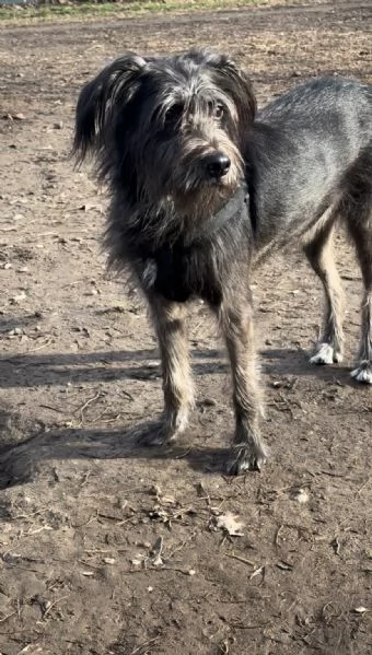 Giusy, meticcia taglia media | Foto 3