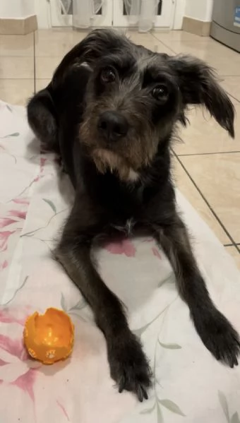 Giusy, meticcia taglia media | Foto 2