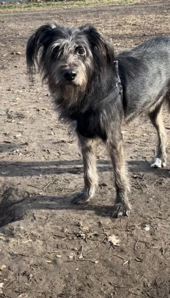 Giusy, meticcia taglia media | Foto 1