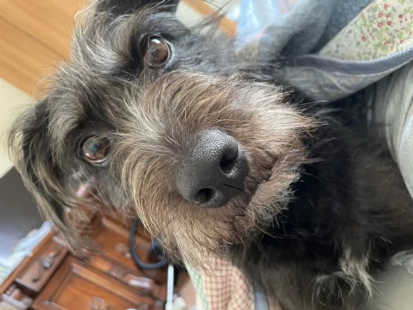 Giusy, meticcia taglia media | Foto 0