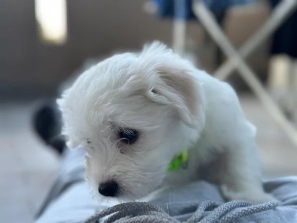 Cuccioli Maltesi | Foto 4