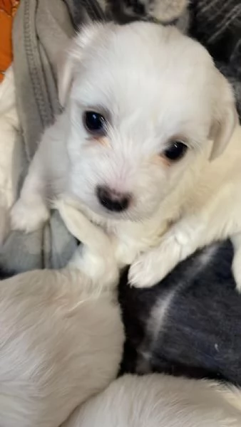 Cuccioli Maltesi | Foto 2