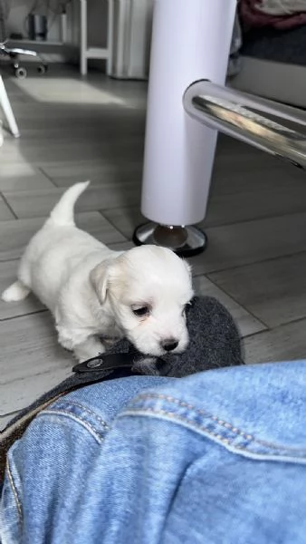 Cuccioli Maltesi | Foto 0
