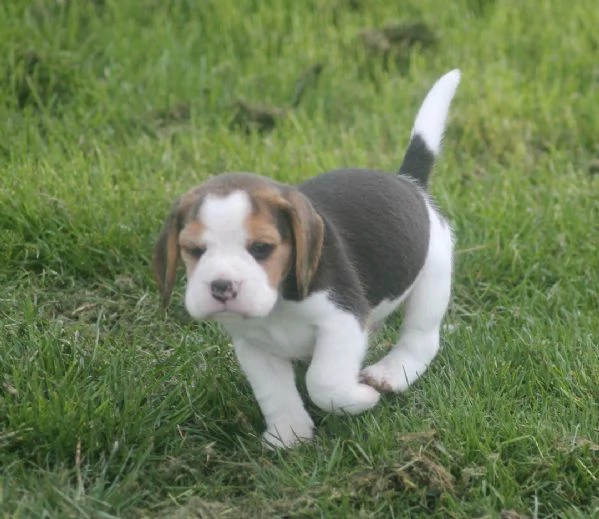 Regaliamo i nostri cuccioli di beagle, maschi e femmine | Foto 4