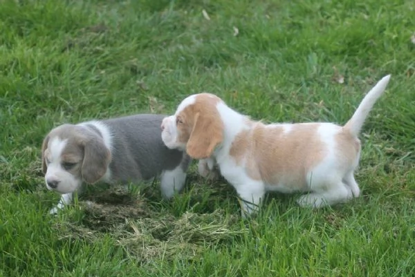 Regaliamo i nostri cuccioli di beagle, maschi e femmine