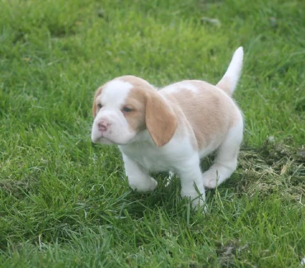 Regaliamo i nostri cuccioli di beagle, maschi e femmine | Foto 3