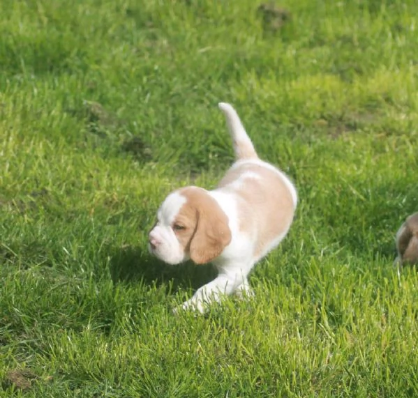 Regaliamo i nostri cuccioli di beagle, maschi e femmine | Foto 2