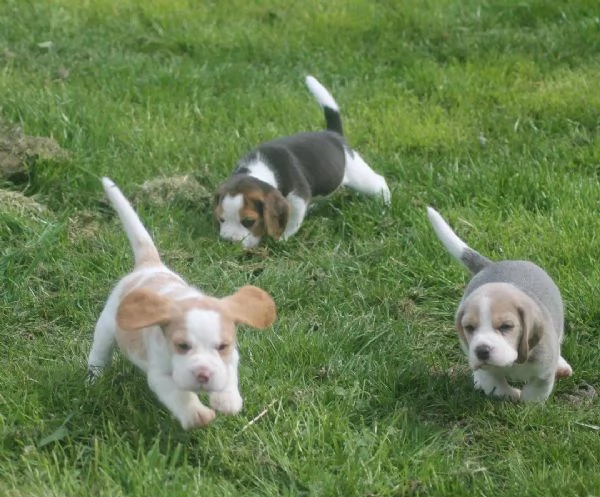 Regaliamo i nostri cuccioli di beagle, maschi e femmine | Foto 1