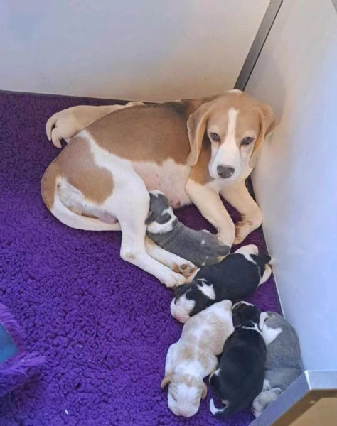 Regaliamo i nostri cuccioli di beagle, maschi e femmine | Foto 0