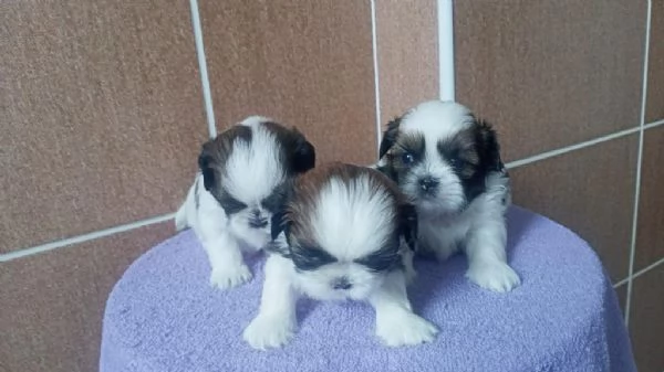 Regaliamo i nostri cuccioli di Shitzu, maschi e femmine