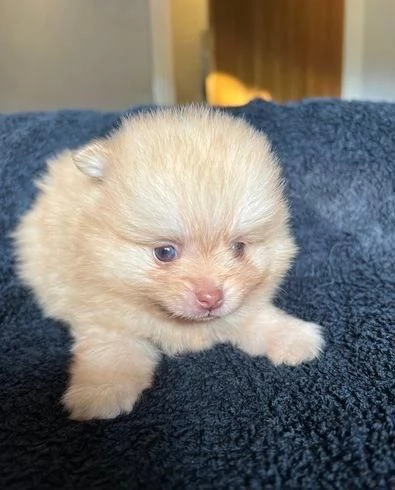Regaliamo i nostri cuccioli di Pomerania, maschi e femmine | Foto 1