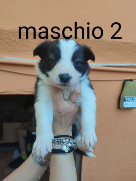 cuccioli border collie