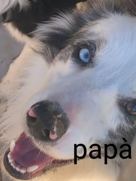 cuccioli border collie | Foto 4