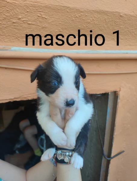 cuccioli border collie | Foto 3