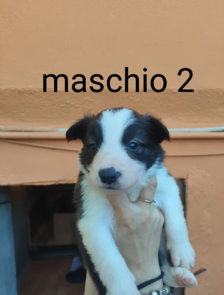 cuccioli border collie | Foto 2