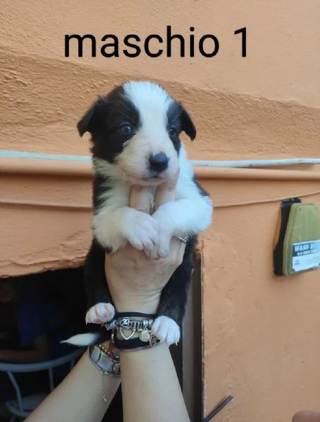 cuccioli border collie | Foto 1