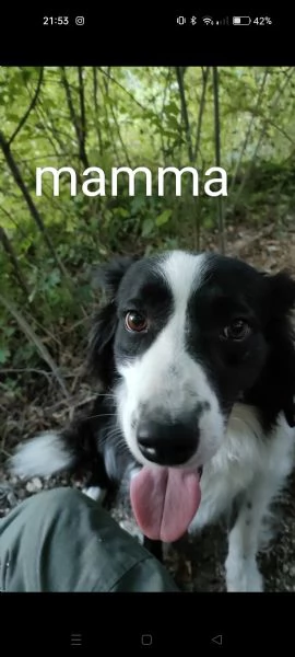 cuccioli border collie | Foto 0