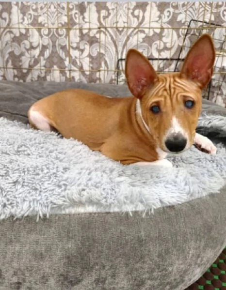 Regalo basenji