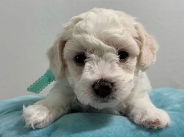 Disponibili bolognese maschio e femmina  | Foto 0