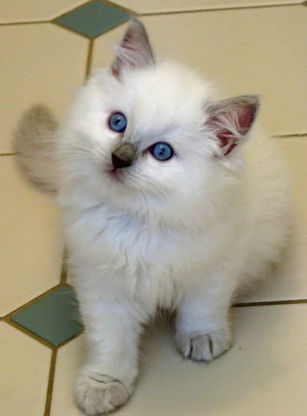 Gattini Ragdoll | Foto 0