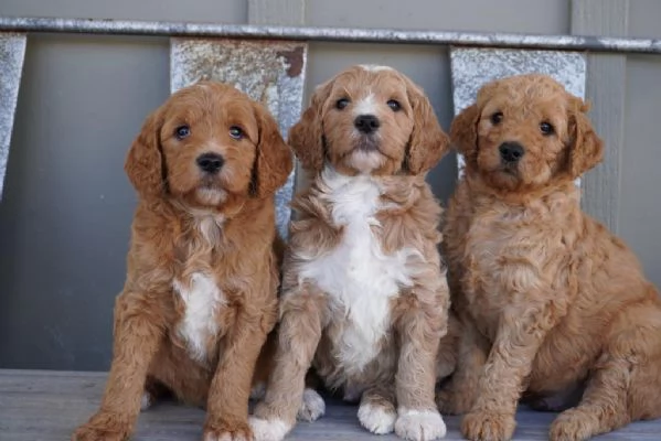 Cuccioli di Goldendoodle