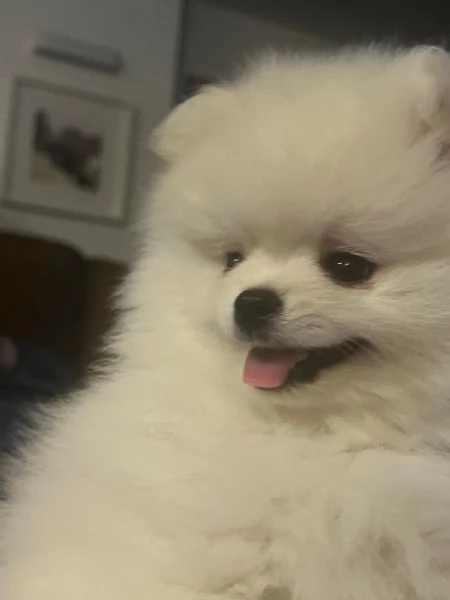 Cuccioli di Pomerania 