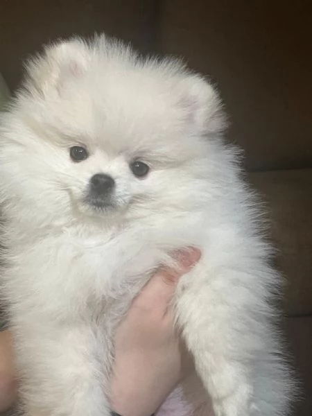 Cuccioli di Pomerania  | Foto 2