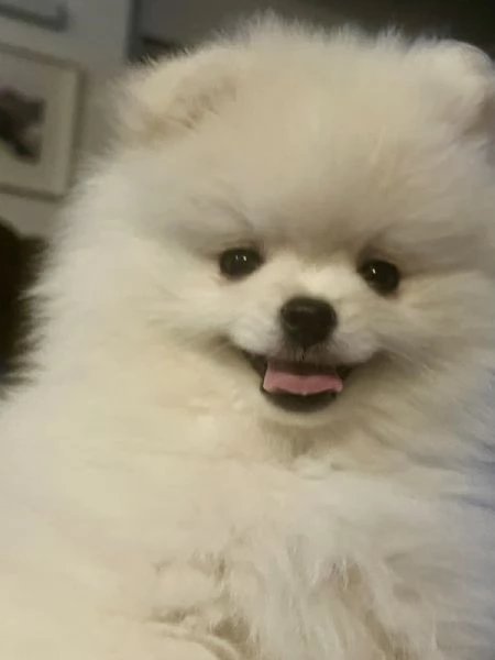 Cuccioli di Pomerania  | Foto 1