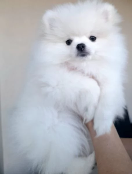 Cuccioli di Pomerania  | Foto 0
