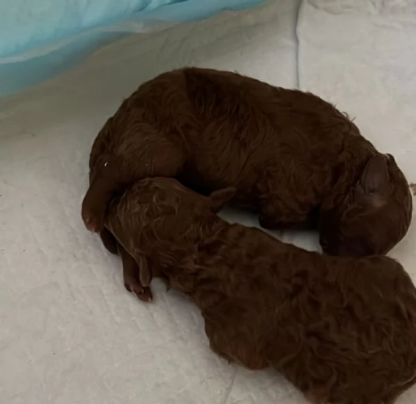 Barboncini toy red  | Foto 0