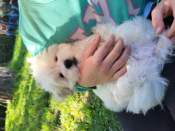 Cucciolo di maltese 