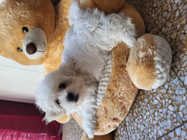 Cucciolo di maltese  | Foto 0