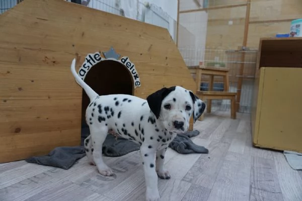  Cuccioli di Dalmata