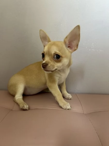Dolcissima cucciola di chihuahua 