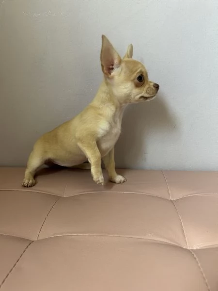 Dolcissima cucciola di chihuahua  | Foto 2
