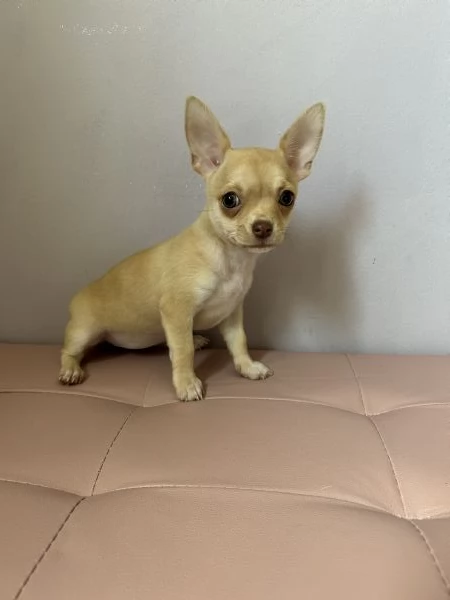Dolcissima cucciola di chihuahua  | Foto 1