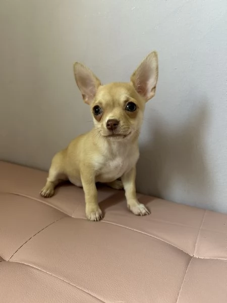 Dolcissima cucciola di chihuahua  | Foto 0