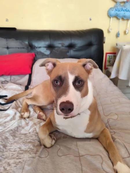 Cane di 9 mesi in regalo 