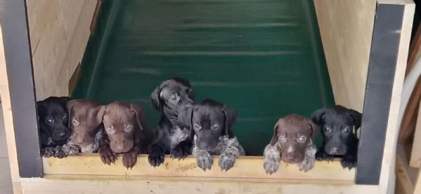 Disponibili cuccioli Razza Kurzhaar