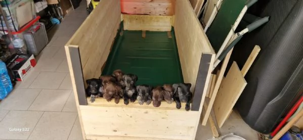 Disponibili cuccioli Razza Kurzhaar | Foto 3