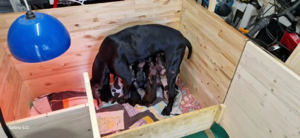 Disponibili cuccioli Razza Kurzhaar | Foto 2