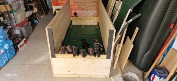 Disponibili cuccioli Razza Kurzhaar | Foto 1