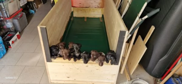Disponibili cuccioli Razza Kurzhaar | Foto 0