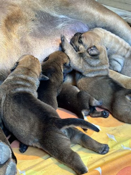 Mastino Sudafricano – Cuccioli di Boerboel | Foto 6