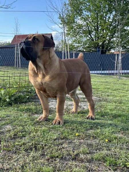 Mastino Sudafricano – Cuccioli di Boerboel | Foto 5