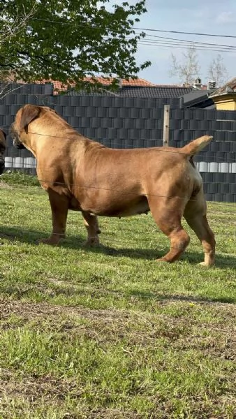 Mastino Sudafricano – Cuccioli di Boerboel | Foto 4