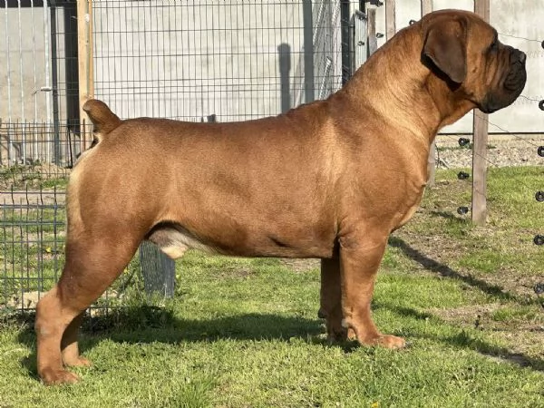 Mastino Sudafricano – Cuccioli di Boerboel | Foto 3
